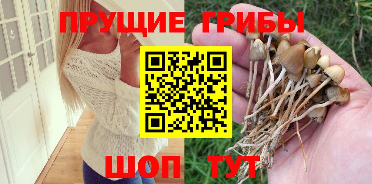 Галлюциногенные грибы Psilocybine cubensis Санкт-Петербург